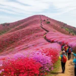 인천 강화도 고려산 진달래