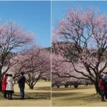 봄을 알리는 매화