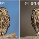 금눈쇠올빼미