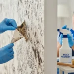 벽지 곰팡이 제거법